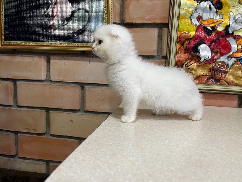 Котята скотиш страйт и фолд