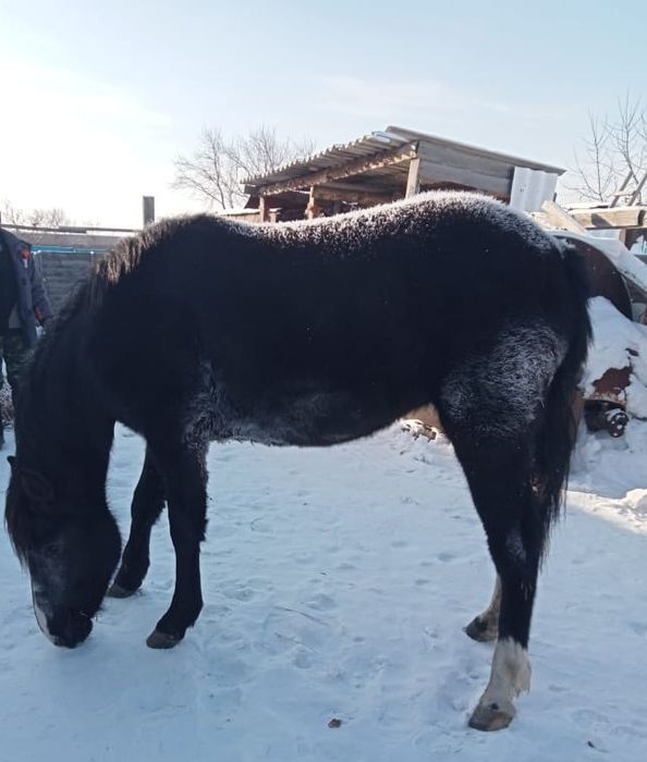 Продам кобылку жирная