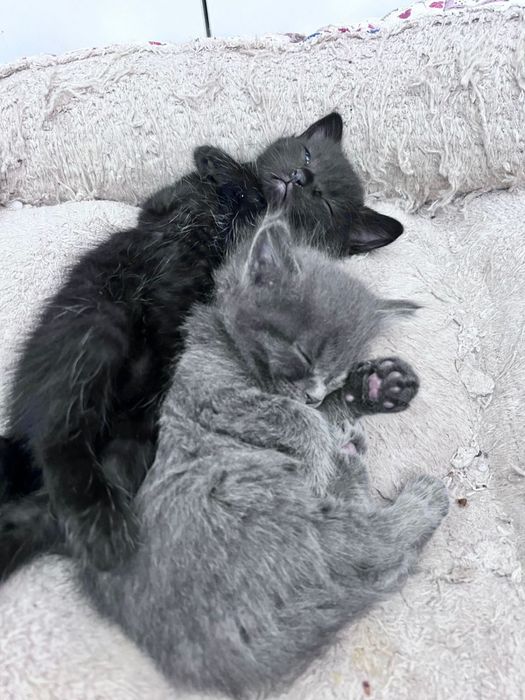 отдам котят домашних