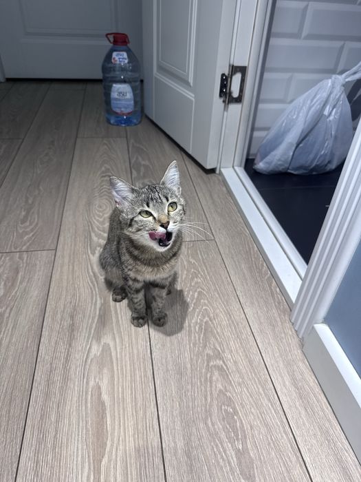 Котенок девочка 8 месяцев