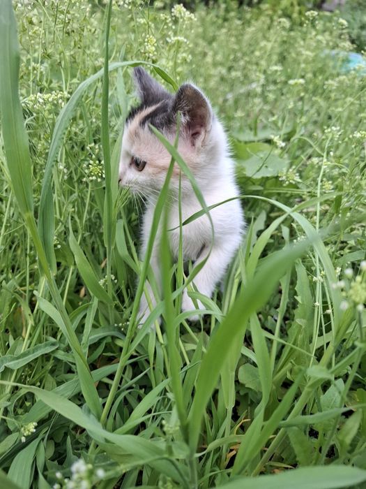 милый котёнок девочка, лоток знает