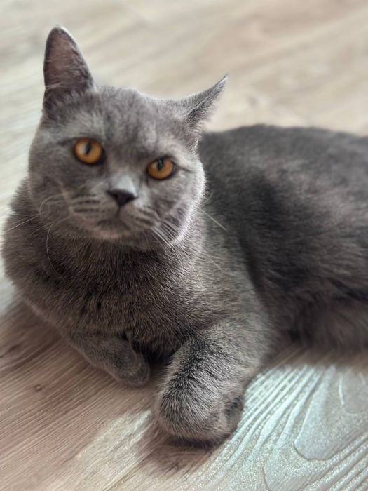 Продам чистокровный кота Британец