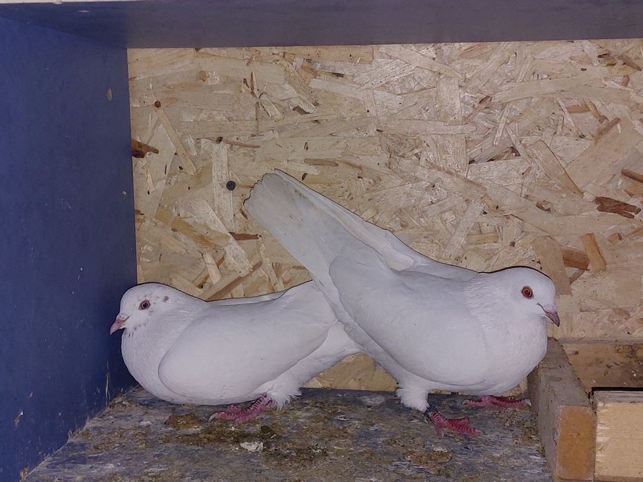 Кептер Құс Голуби.