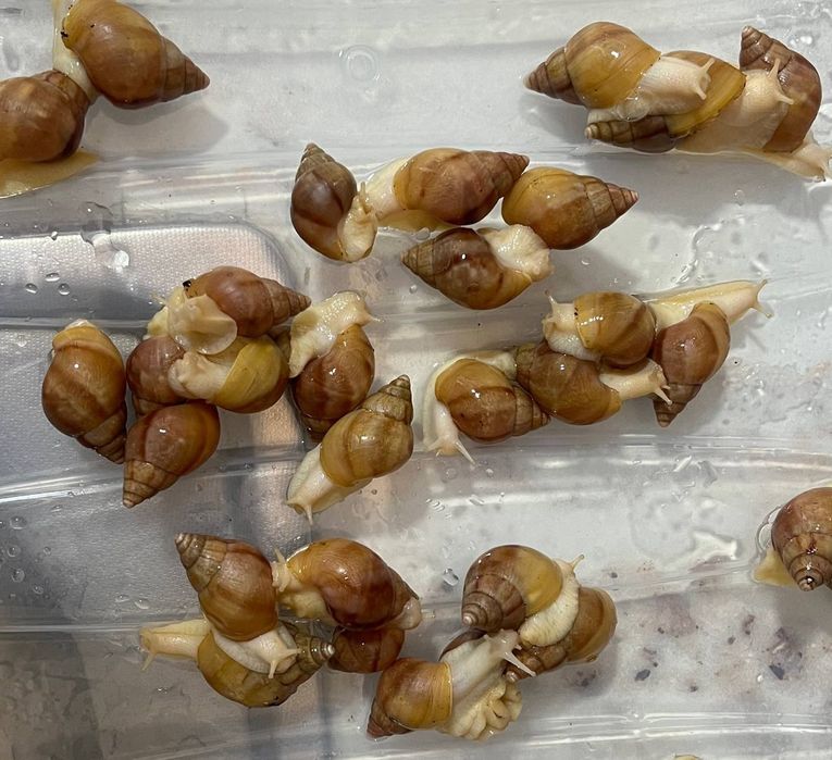 Улитка  косметологичиский