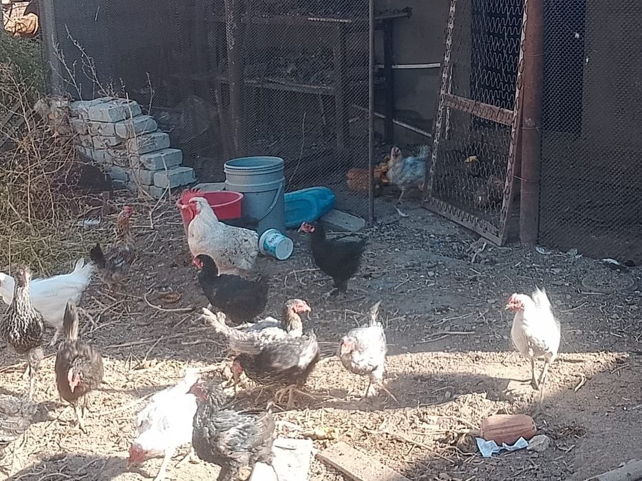 Тауықтар сатылады