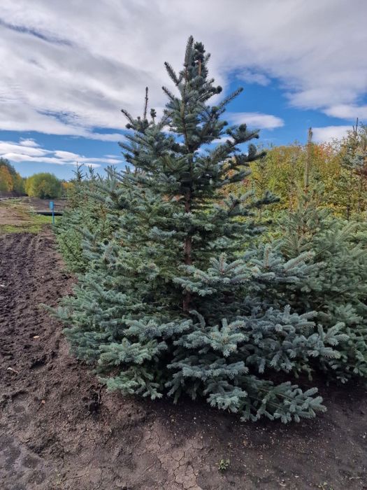 Саженцы с питомника