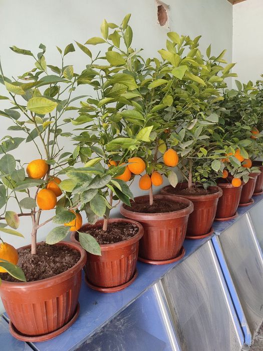 Lemon kuchatlar Mir navli