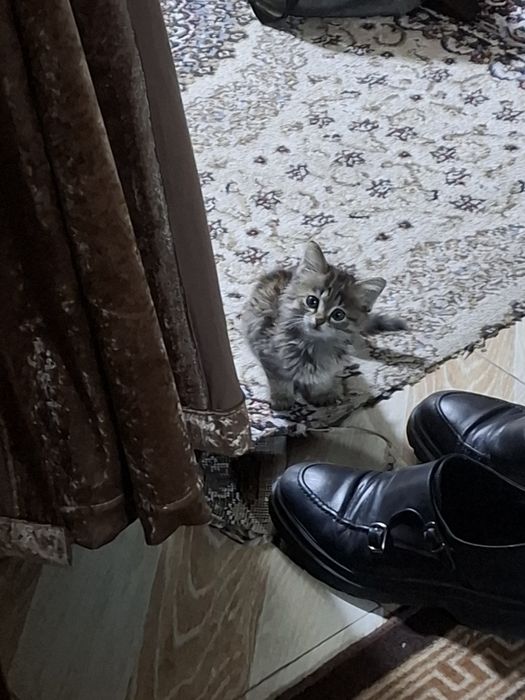 Сибирский котёнок