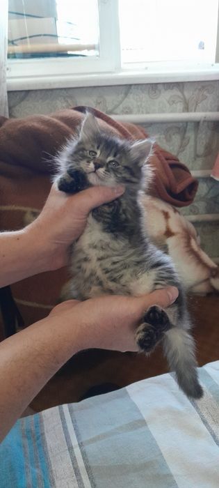 Отдам котят даром в добрые руки