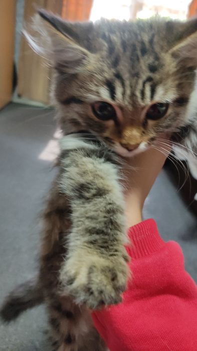 Отдам котёнка в добрые руки