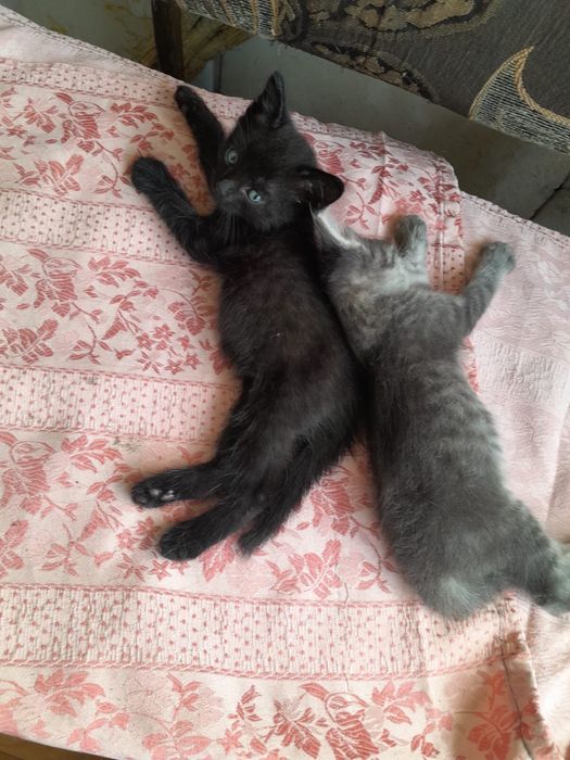 Отдам в хорошие руки котят