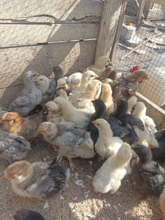 Vând puișiori de curte