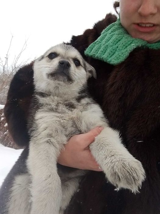 Щенки с бесплатной доставкой