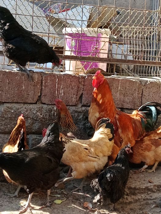 Продам инкубационные яйцо курей