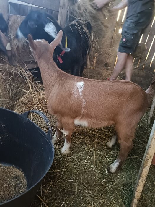 Vând 2 capre și 2 ieduțe