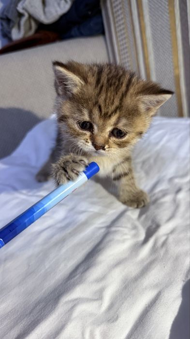 Шотландские вислоухие