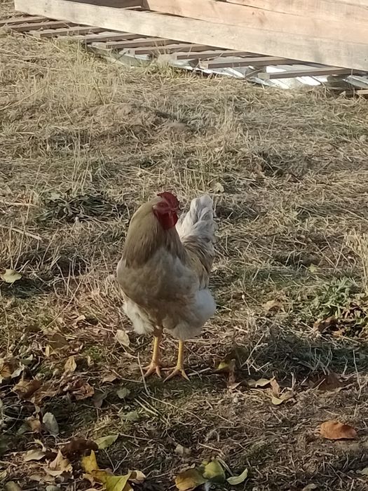 Қораз сатылады 3шт