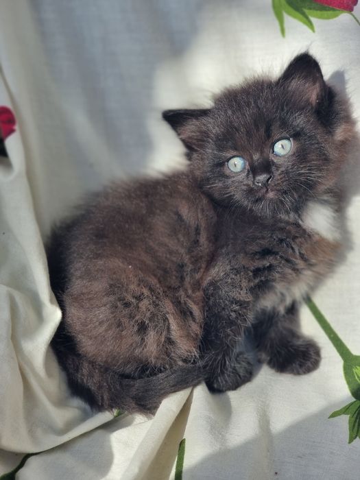 Продам британских котят