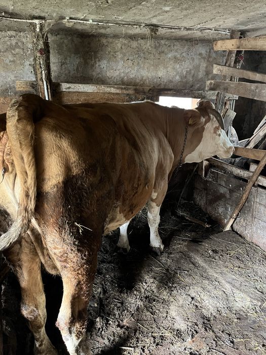 Vaca baltata romaneasca
