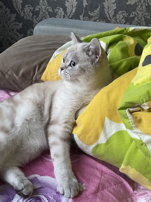 чистокровная британка