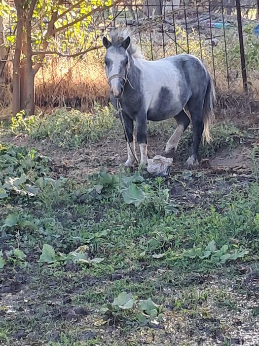 Пони 2 жасар, еркек