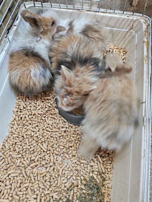 Кролик декоративный