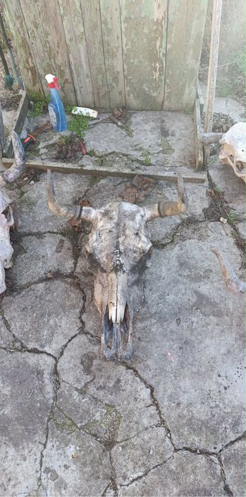 Череп на бивол на крава