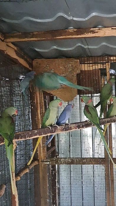 Păsări exotice și altele