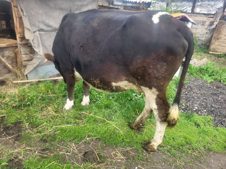 Сауынды буаз сыйыр сатылады