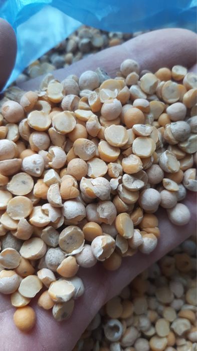 Горох кормовой. Горох