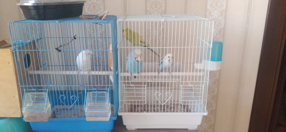 Valnistiy paugayi 5ta