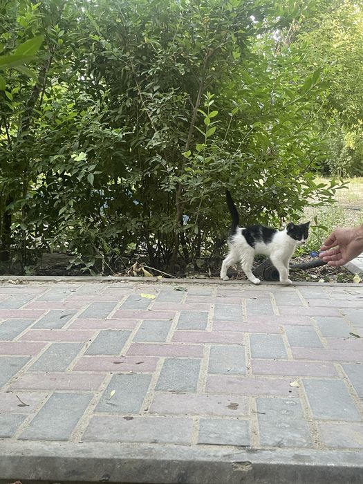 Отдам котенка в добрые руки, мальчик