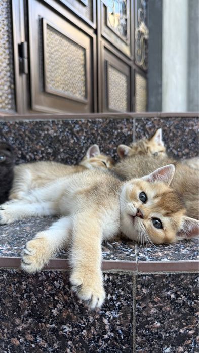 Продается миленькие котята