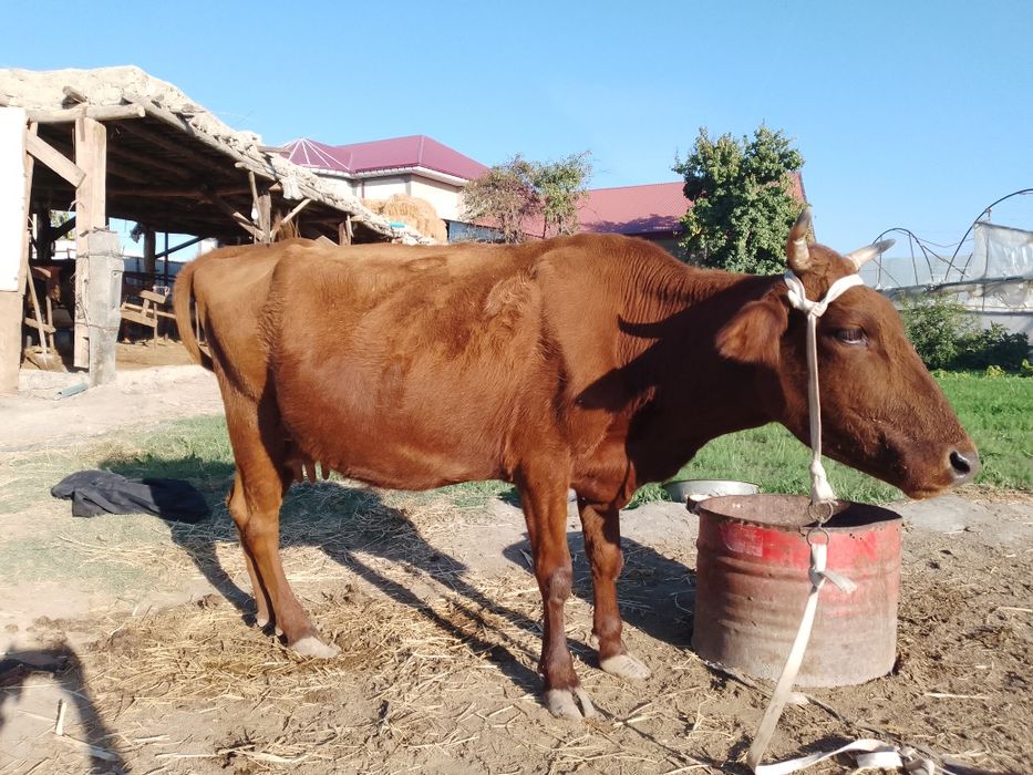 Ona bola sigir kafolati bilan