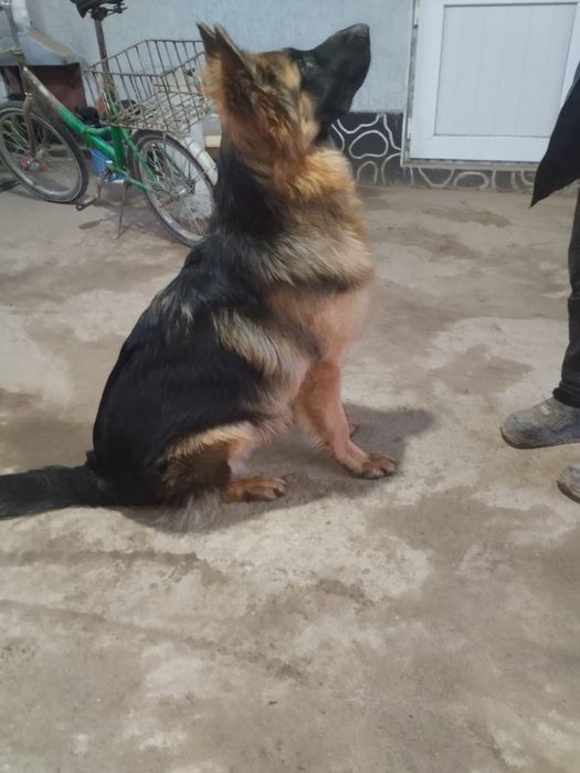 Немецкая овчарка