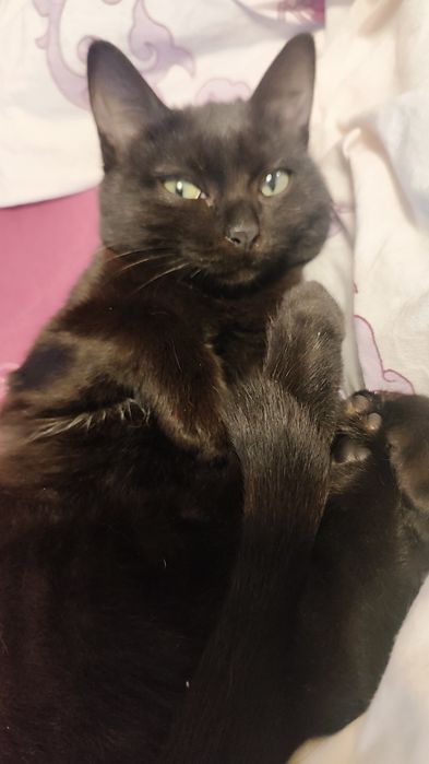 Кошечка ищет дом