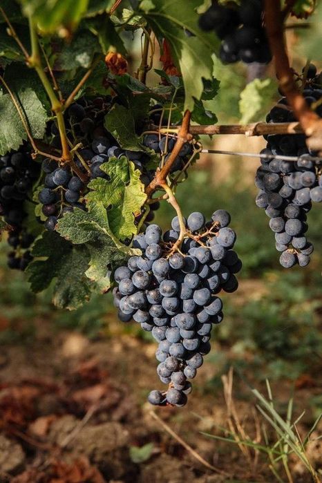 Vita de vie de masa, zmeura și Mure, diverse soiuri de pomi fructiferi