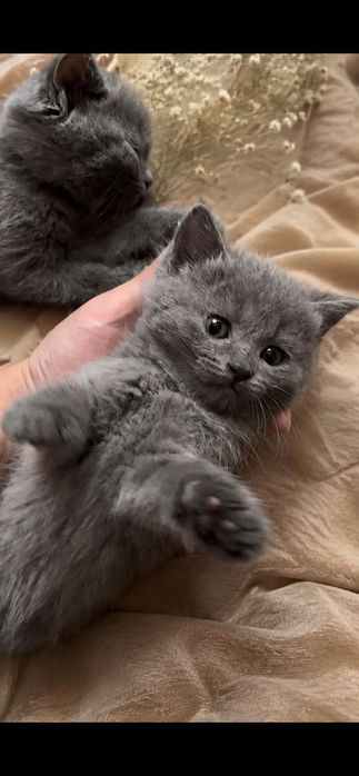 Кошка продаеться