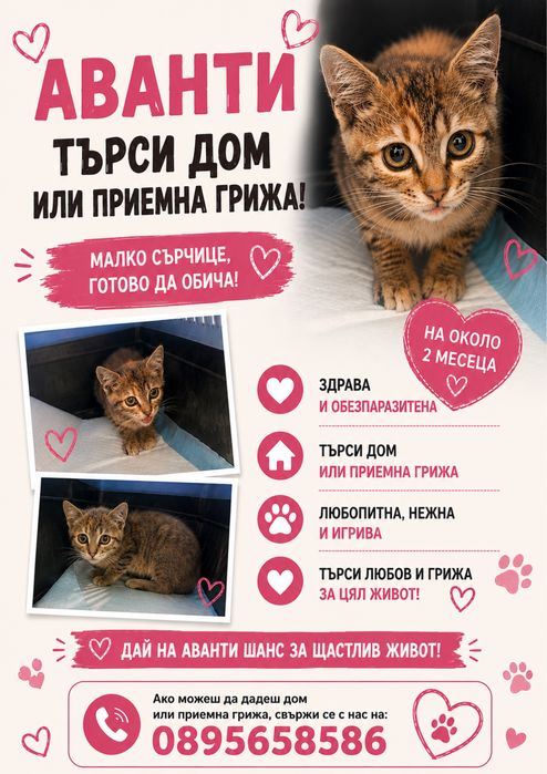 Женско коте на 3 месеца търси дом