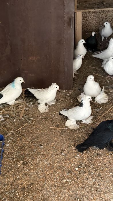 Срочно продаются голуби