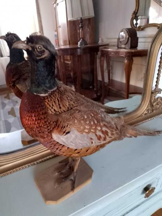 Coarne decoratiuni vintage rustice retro