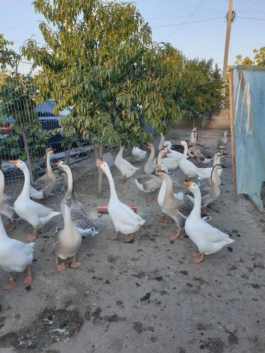 Vând gâște Africane și Chinezești