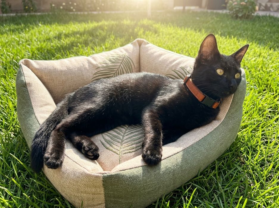 Котик ценящий хорошее окружение