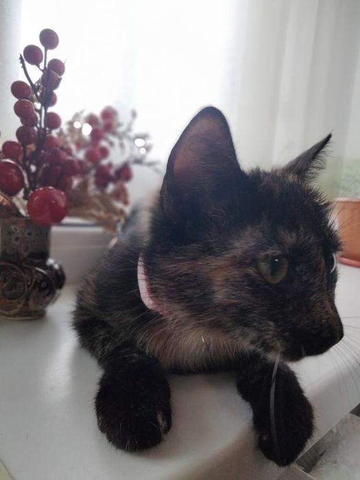 Отдам даром кошечку