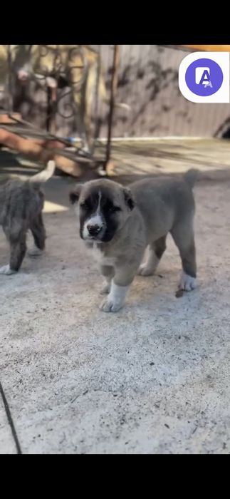 Продам щенка алабая (САО) девочка