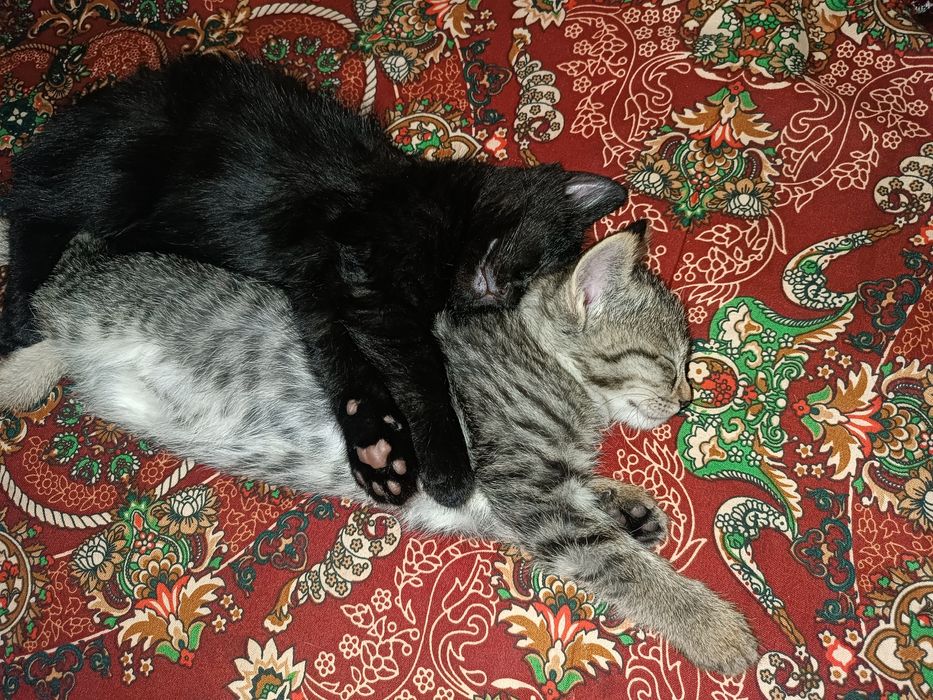 3 кота 1 турецкая ангора