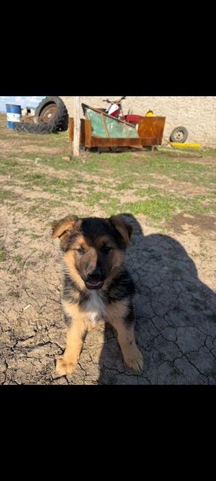 Немецкая овчарка