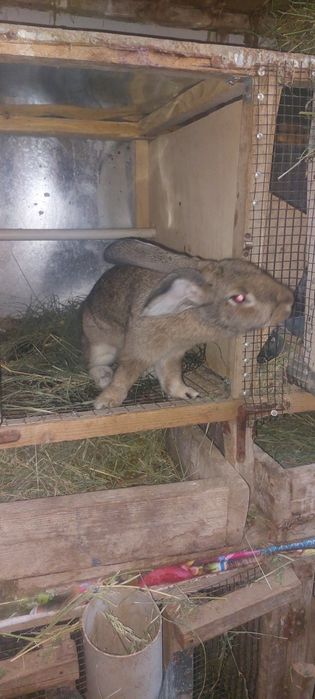 Кролики продаются