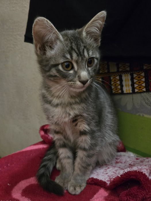 Продам не дорого