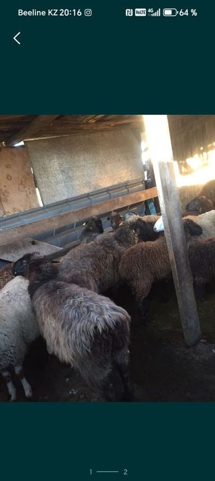 Продам баран в городе на Курбан Айт